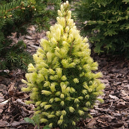 Ель канадская Коника Мэйголд Ель канадская Коника Мэйголд