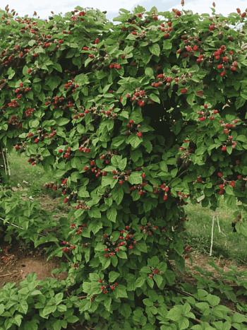 Ежевика ремонтантная Hall"s beauty