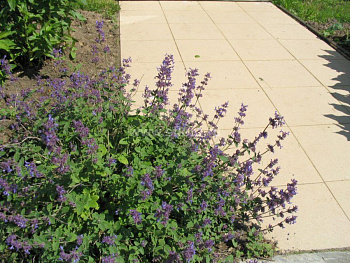 Котовник кистевидный Феликс Котовник кистевидный Феликс