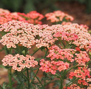 Тысячелистник Apricot Delight