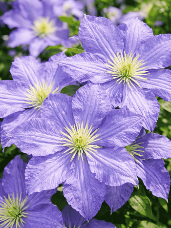 Клематис Vistula