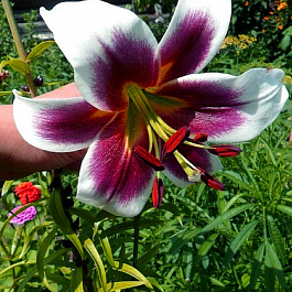 Лилия ОТ-гибрид Мисс Пэчворк