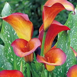 Калла Флейм ПАТИО