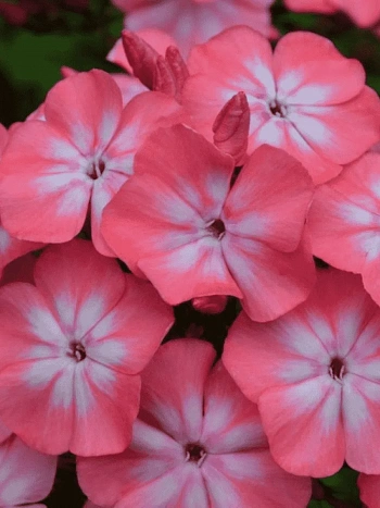 Флокс метельчатый Клементина