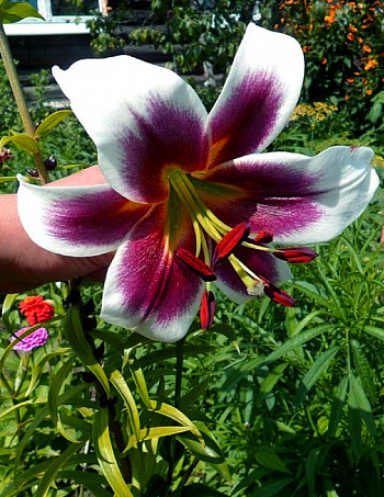 Лилия ОТ-гибрид Мисс Пэчворк