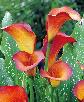 Калла Флейм ПАТИО