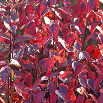 Дерен белый Кесселринги