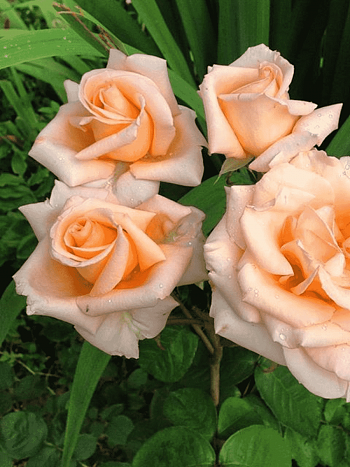 Роза Чайно-гибридная Versilia