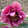 Морозник Восточный Double Ellen Red Морозник Восточный Double Ellen Red