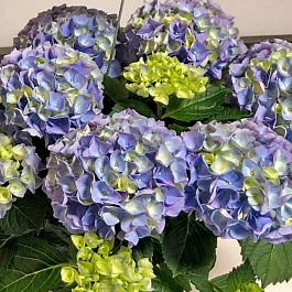 Гортензия крупнолистовая Хай Ривэ