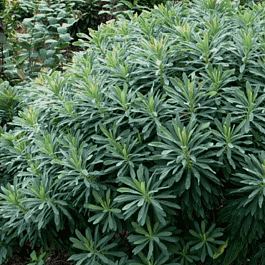 Молочай Мартина