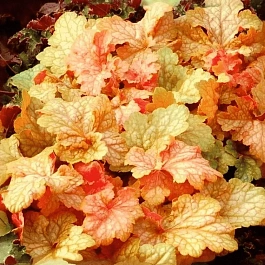 Гейхера Champagne