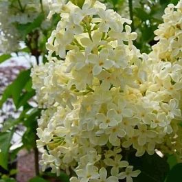 Сирень обыкновенная Primrose