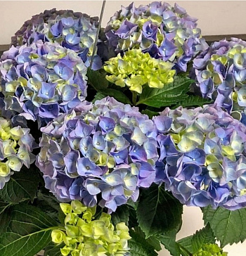 Гортензия крупнолистовая Хай Ривэ