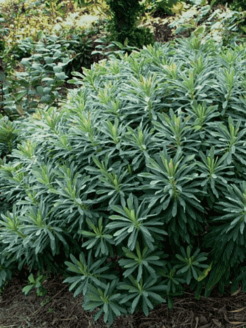 Молочай Мартина