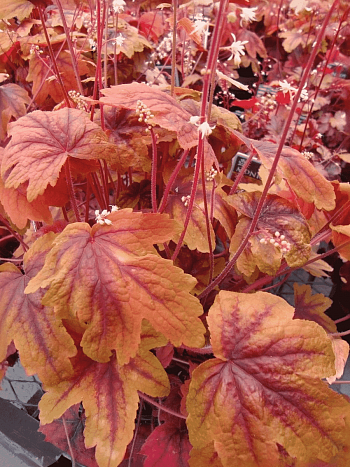 Гейхерелла Sweet Tea