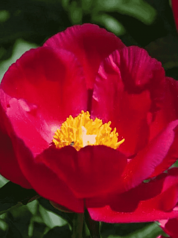 Пион Молочноцветковый America