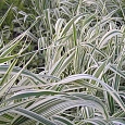 Фалярис тростниковый Feesey's Form
