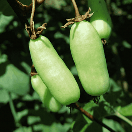 Актинидия коломикта Vitakola