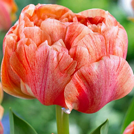 Тюльпан махровый поздний Гудошник Дабл