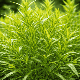 Эстрагон Senior