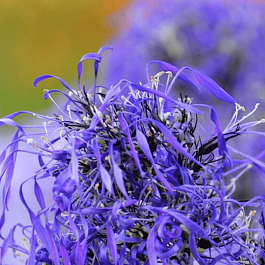 Флокс метельчатый Гений