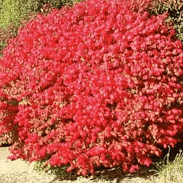 Бересклет крылатый Fireboll