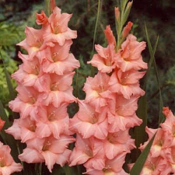 Гладиолус крупноцветковый Мальта