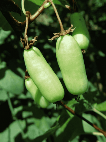 Актинидия коломикта Vitakola