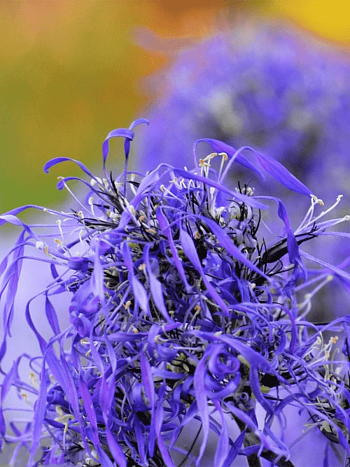 Флокс метельчатый Гений