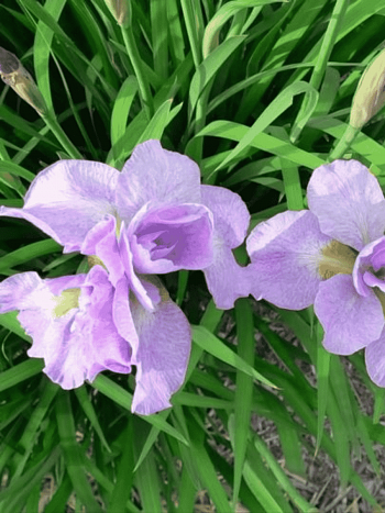 Ирис сибирский Kita-No-Seiza