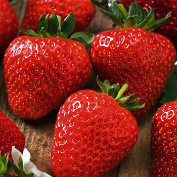 Земляника садовая Соната