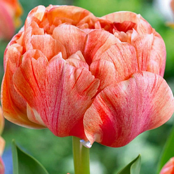 Тюльпан махровый поздний Гудошник Дабл