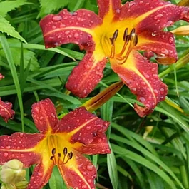 Лилейник Autumn Red