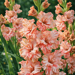 Гладиолус Kissy Ruffle