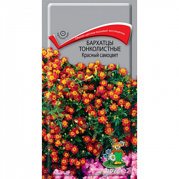 Бархатцы тонколистные Красный самоцвет