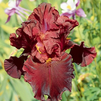 Ирис бородатый Мен фром Рио Ирис бородатый Мен фром Рио