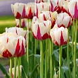 Тюльпан World Expression