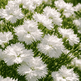Гвоздика Перистая Albus Plenus
