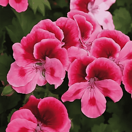 Пеларгония королевская Clarion Pink with eye