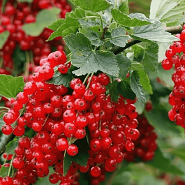 Смородина красная Ролан