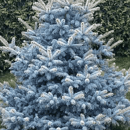 Ель колючая Royal Blue