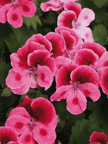 Пеларгония королевская Clarion Pink with eye