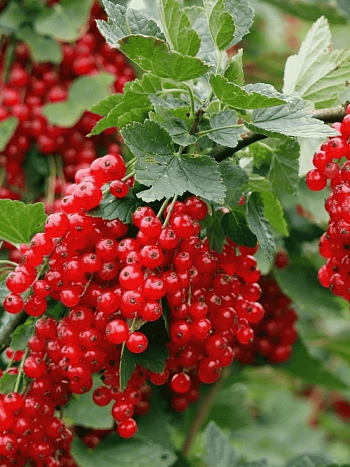 Смородина красная Ролан