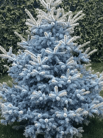 Ель колючая Royal Blue