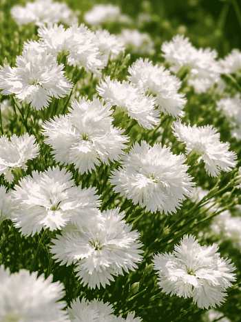 Гвоздика Перистая Albus Plenus