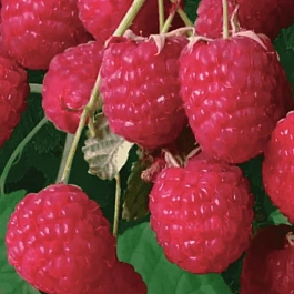 Малина Сказка