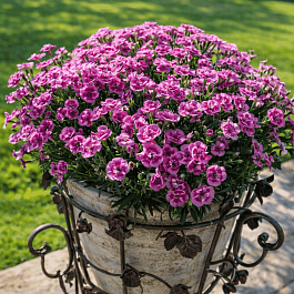 Гвоздика садовая BFF Rose