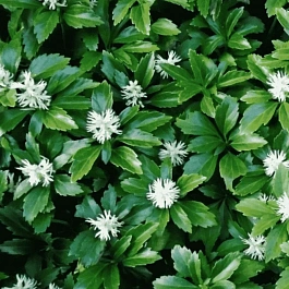 Пахизандра верхушечная