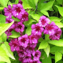 Вейгела гибридная Looymansii Aurea